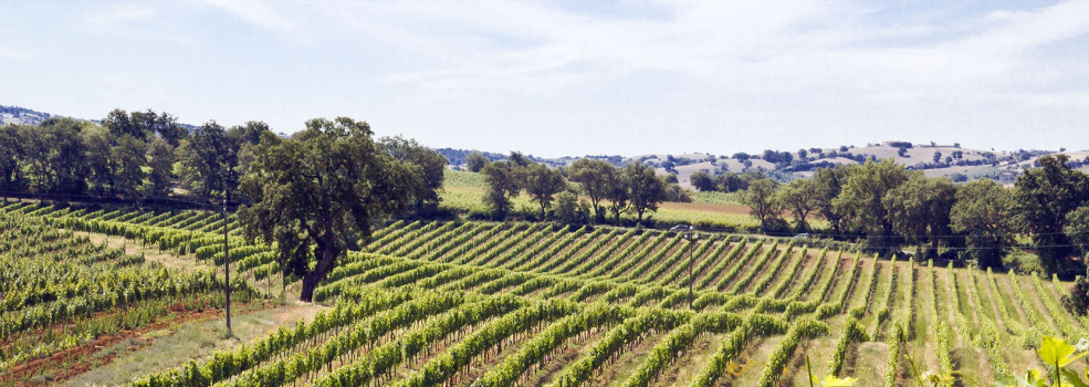 Wei�wein